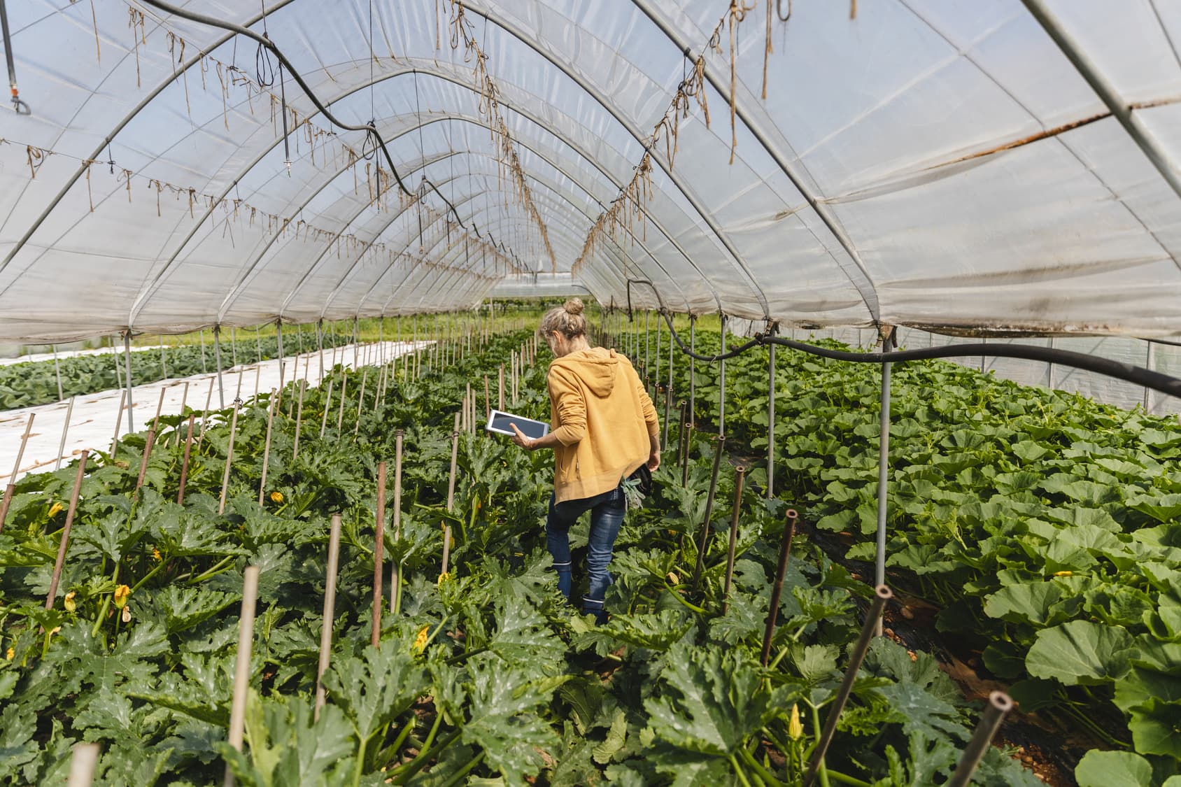 Sustainable food production amid systemic limitations and the rising